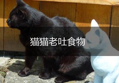 猫猫老吐食物