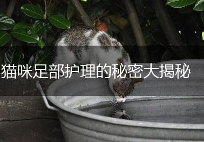 猫咪足部护理的秘密大揭秘