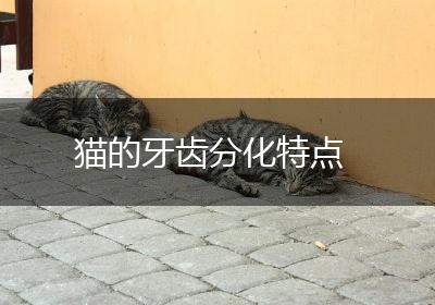 猫的牙齿分化特点