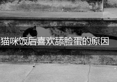 猫咪饭后喜欢舔脸蛋的原因