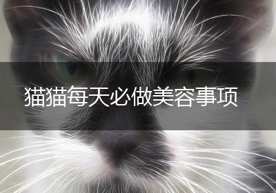 猫猫每天必做美容事项