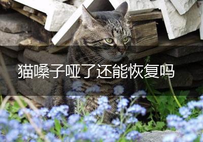 猫嗓子哑了还能恢复吗