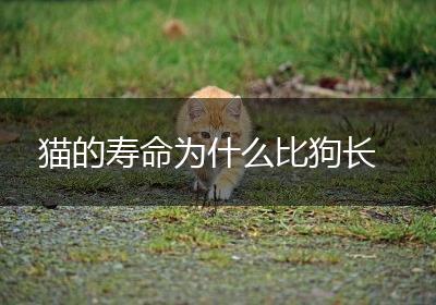 猫的寿命为什么比狗长