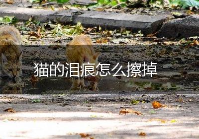 猫的泪痕怎么擦掉