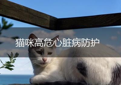 猫咪高危心脏病防护