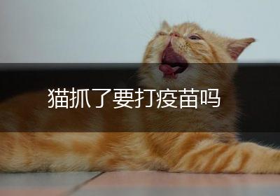 猫抓了要打疫苗吗