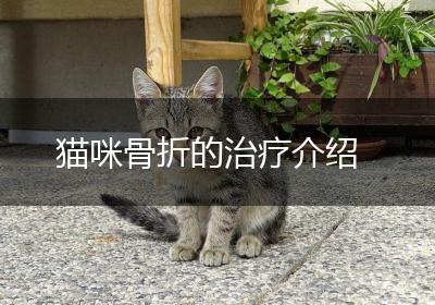 猫咪骨折的治疗介绍