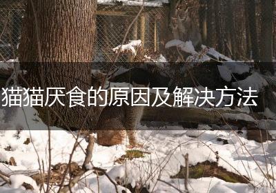 猫猫厌食的原因及解决方法