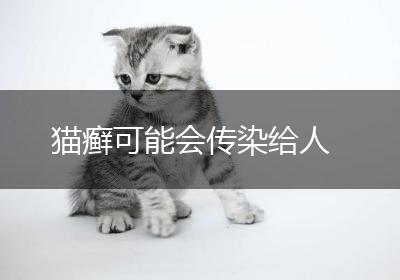猫癣可能会传染给人