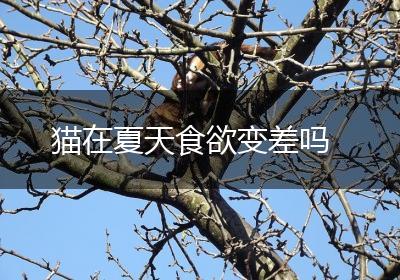 猫在夏天食欲变差吗