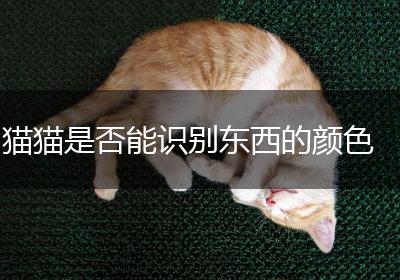 猫猫是否能识别东西的颜色