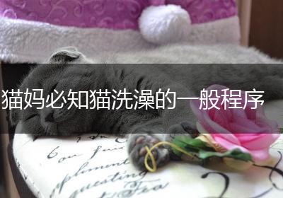 猫妈必知猫洗澡的一般程序