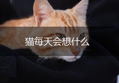 猫每天会想什么