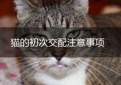 猫的初次交配注意事项