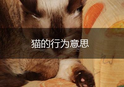 猫的行为意思