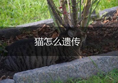 猫怎么遗传