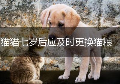 猫猫七岁后应及时更换猫粮