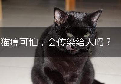 猫瘟可怕，会传染给人吗？