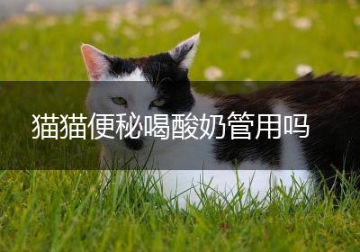 猫猫便秘喝酸奶管用吗