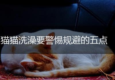 猫猫洗澡要警惕规避的五点