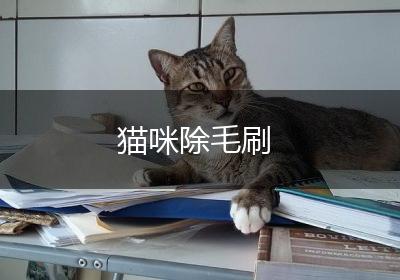 猫咪除毛刷