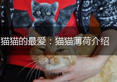 猫猫的最爱：猫猫薄荷介绍