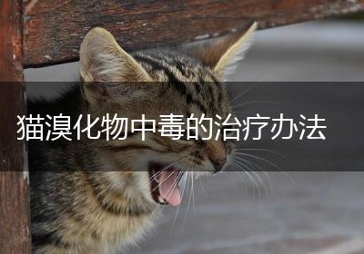 猫溴化物中毒的治疗办法