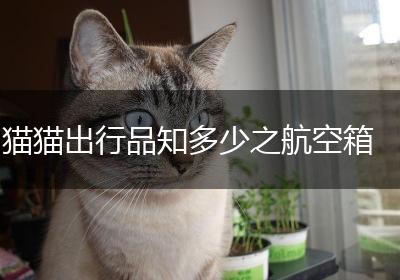 猫猫出行品知多少之航空箱