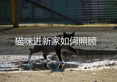 猫咪进新家如何照顾