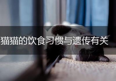 猫猫的饮食习惯与遗传有关