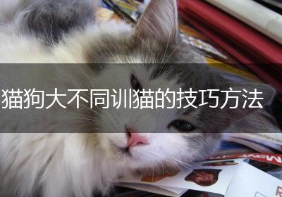 猫狗大不同训猫的技巧方法