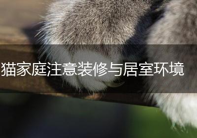 猫家庭注意装修与居室环境