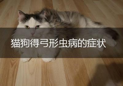 猫狗得弓形虫病的症状