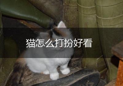 猫怎么打扮好看