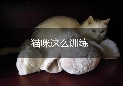 猫咪这么训练
