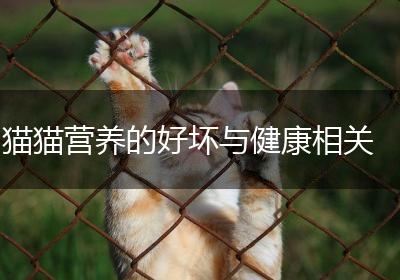 猫猫营养的好坏与健康相关