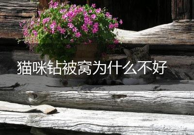 猫咪钻被窝为什么不好