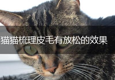猫猫梳理皮毛有放松的效果