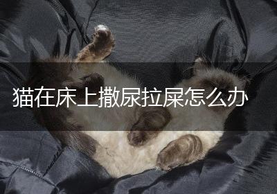 猫在床上撒尿拉屎怎么办