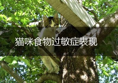 猫咪食物过敏症表现