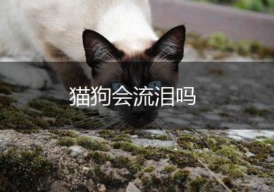 猫狗会流泪吗