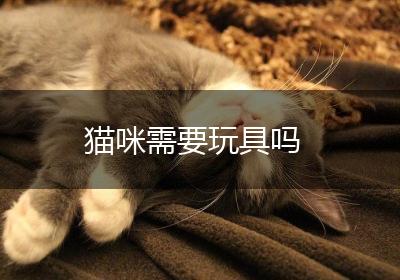 猫咪需要玩具吗