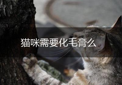 猫咪需要化毛膏么