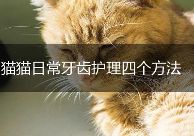 猫猫日常牙齿护理四个方法