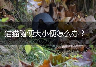 猫猫随便大小便怎么办？