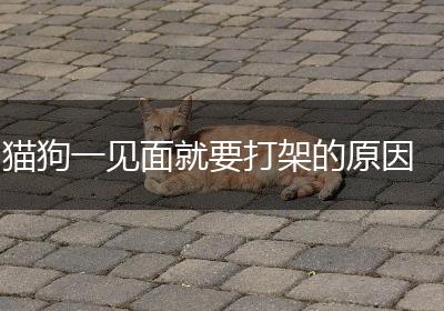 猫狗一见面就要打架的原因