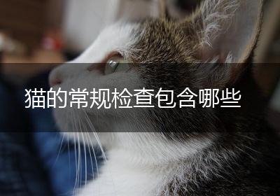 猫的常规检查包含哪些
