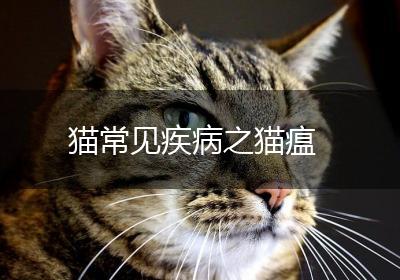 猫常见疾病之猫瘟