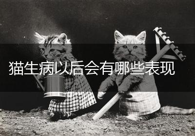 猫生病以后会有哪些表现