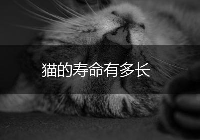 猫的寿命有多长